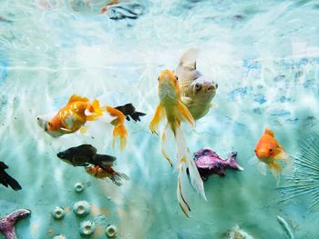 Fishes swimming in tank