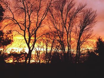 Silhouette of trees at sunset