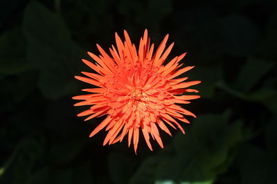 Close-up of red flower blooming outdoors