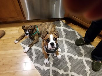 Low section of puppy at home