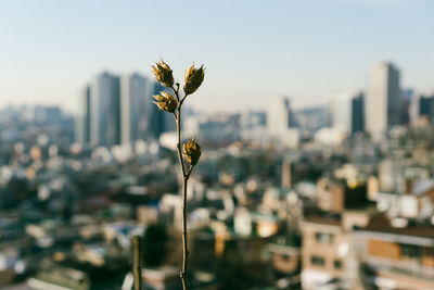 Close-up of plant against sky