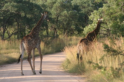 Side view of two horses on road