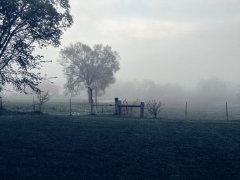 Trees on field against sky