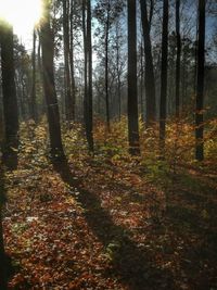 Trees growing in forest during autumn