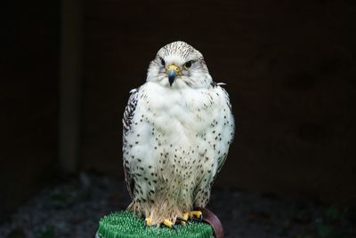 Close-up of owl perching outdoors