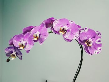 Close-up of purple orchid against white background