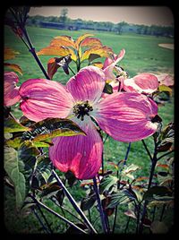 Close-up of pink flowers