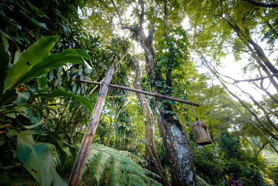 Low angle view of bamboo trees in forest