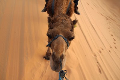 Camel in a desert