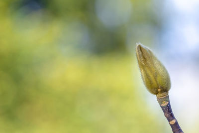 Close-up of bud