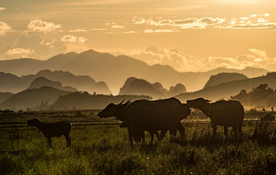 Water buffalo family at sunset time