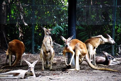 A group of agile wallabies in zoo