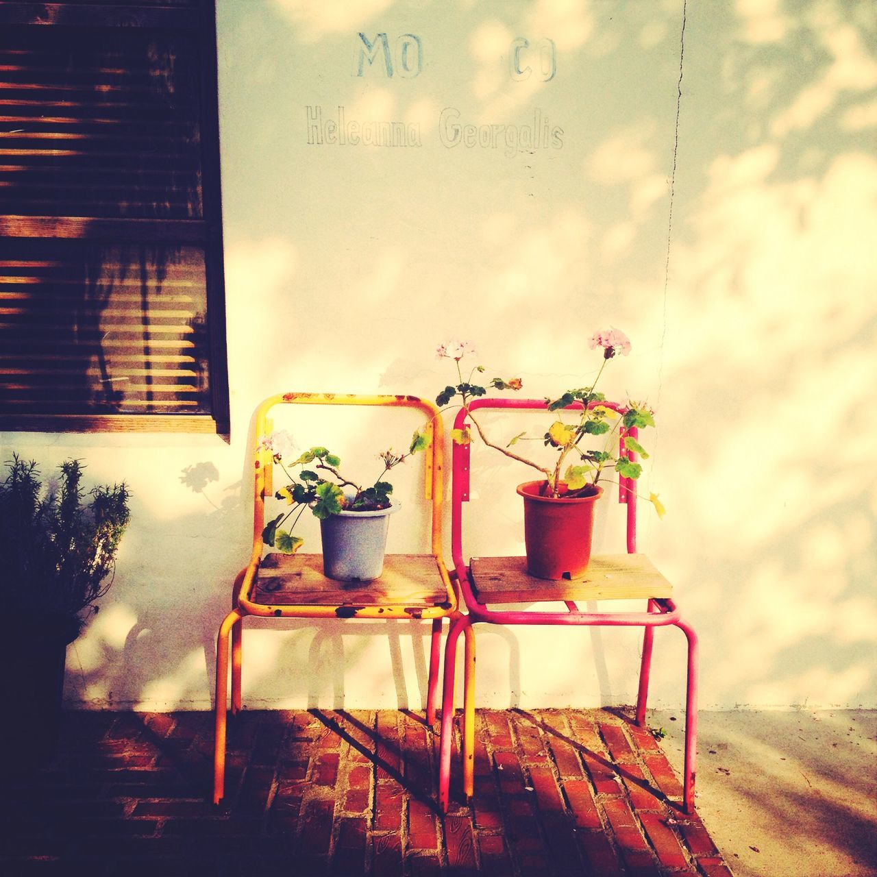 potted plant, table, indoors, chair, plant, vase, home interior, flower, built structure, flower pot, architecture, absence, wall - building feature, window, growth, house, no people, day, wood - material, still life