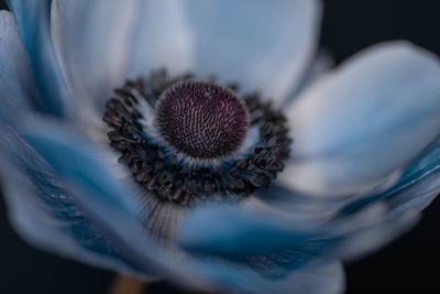 Close-up of blue anemone flower