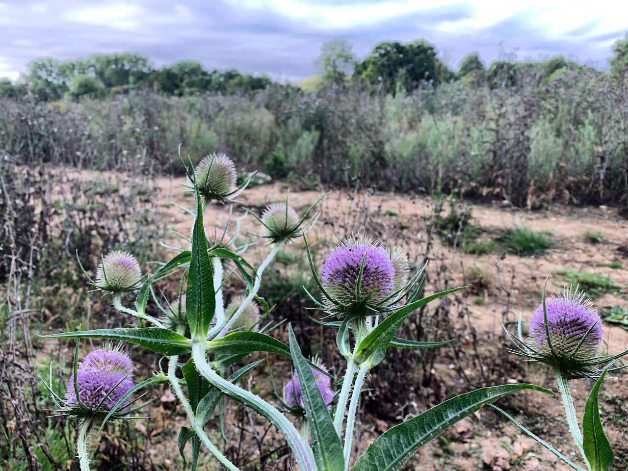 CLOSE-UP OF THISTLE FLOWERS ON FIELD