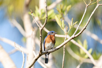 Close-up of bird perching on branch