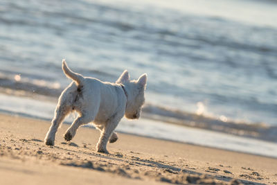 Dog on beach against sky