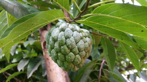 Close-up of fruit growing on tree