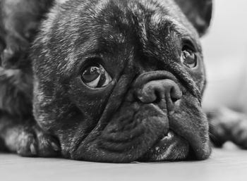 Close-up portrait of a dog