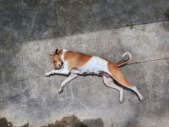 High angle view of dog lying on concrete floor