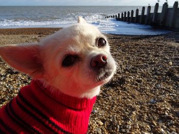 Close-up portrait of dog standing at beach