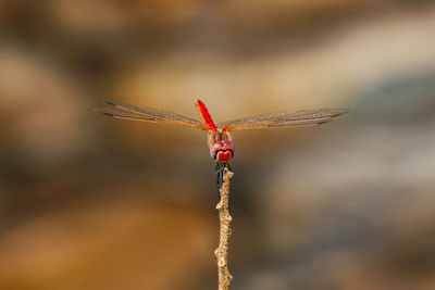 Close-up of dragonfly