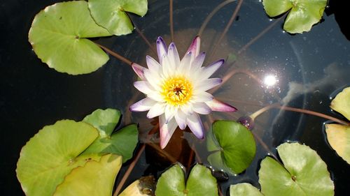 Close-up of lotus water lily in pond