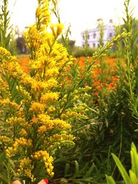 Close-up of yellow flowering plants