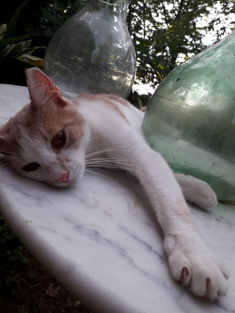 CLOSE-UP PORTRAIT OF A CAT