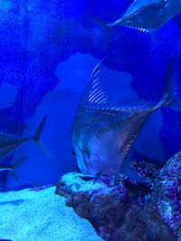 Close-up of fish swimming in sea