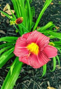 Close-up of pink flower growing on field