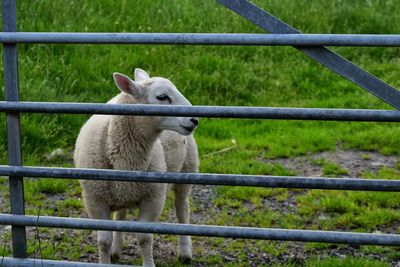 Close-up of sheep standing on grass