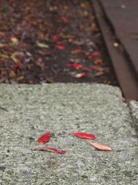 Close-up of red flowers