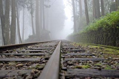 Railroad tracks amidst trees in forest