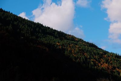 Panoramic view of trees on field against sky