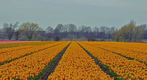 Scenic view of yellow flower field against sky