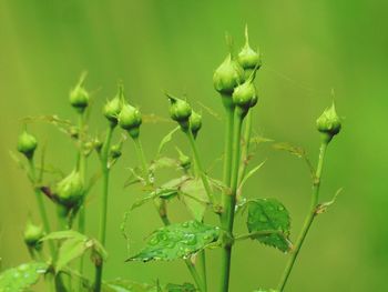 Close-up of flowering plant