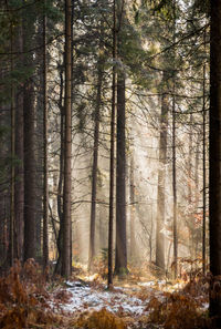 Misty woods with sun rays in autumn