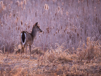 White tailed deer in profile seen during a pink spring sunrise