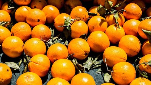 Close-up of oranges and tree