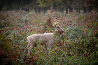 Deer in a forest