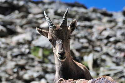 Portrait of deer