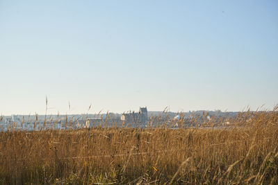 Scenic view of field against clear sky