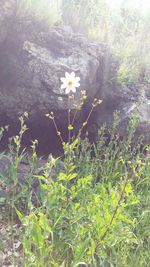 Close-up of white flowers