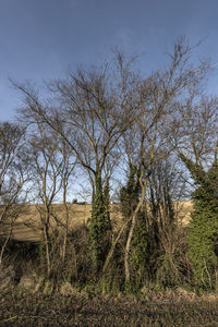 Bare trees on field against sky