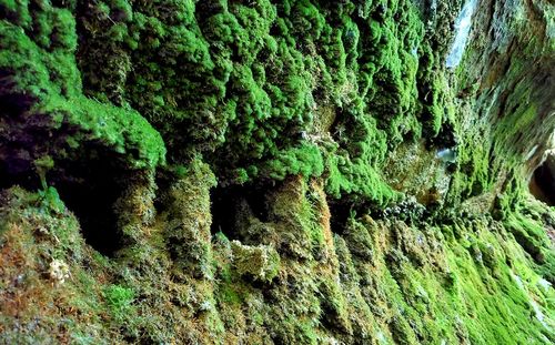 Full frame shot of moss covered tree trunk