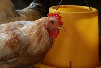 Close-up of rooster