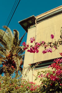 Low angle view of pink flowers against sky