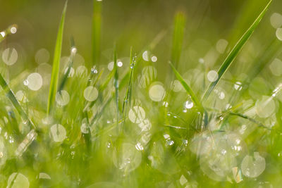 Close-up of wet plants on field
