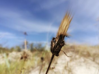 Close-up of caterpillar on field against sky